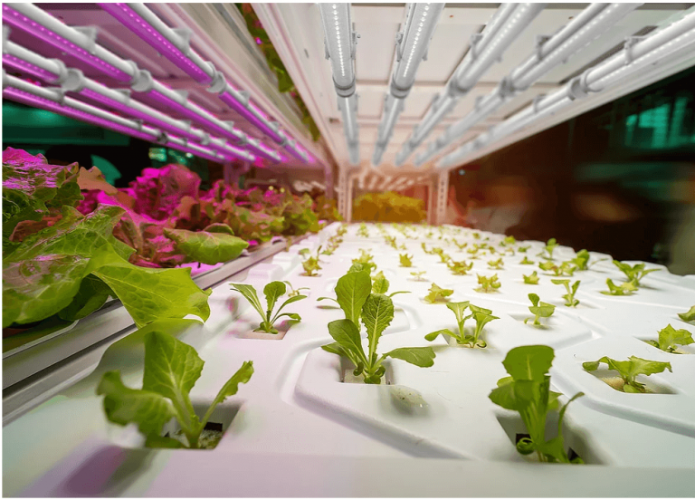 מנורות גידול LED לד