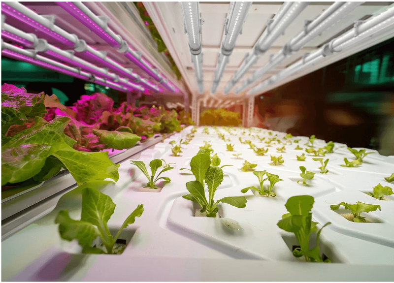 מנורות גידול LED לד