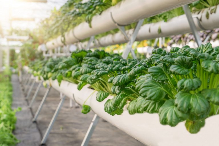 גידול הידרופוני מסחרי - מאמר על דישון ואיזון מוליכות חשמלית