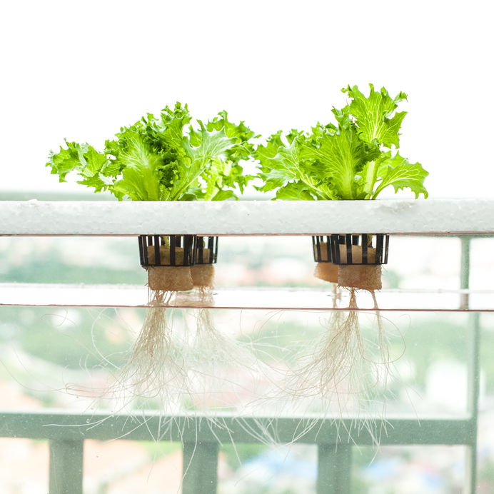 פרוטוקול תחזוקה הידרופונית