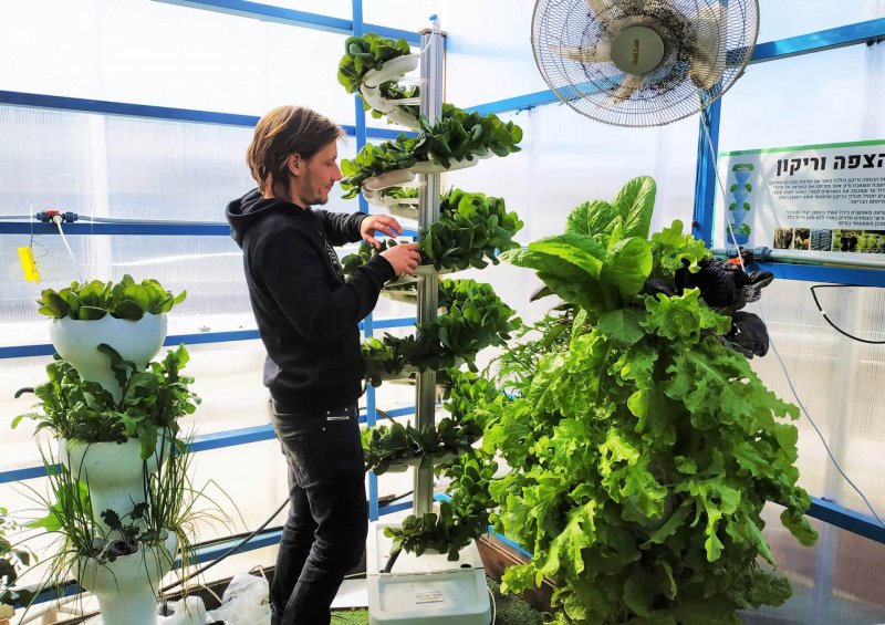 גידול הידרופוני בחורף