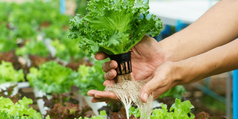 גיזום שורשים במערכת הידרופונית