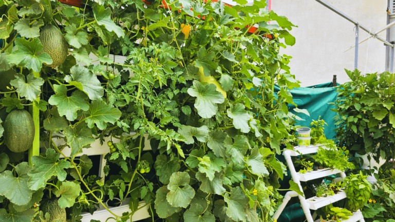 מערכות הידרופוניות זולות לגידול ביתי