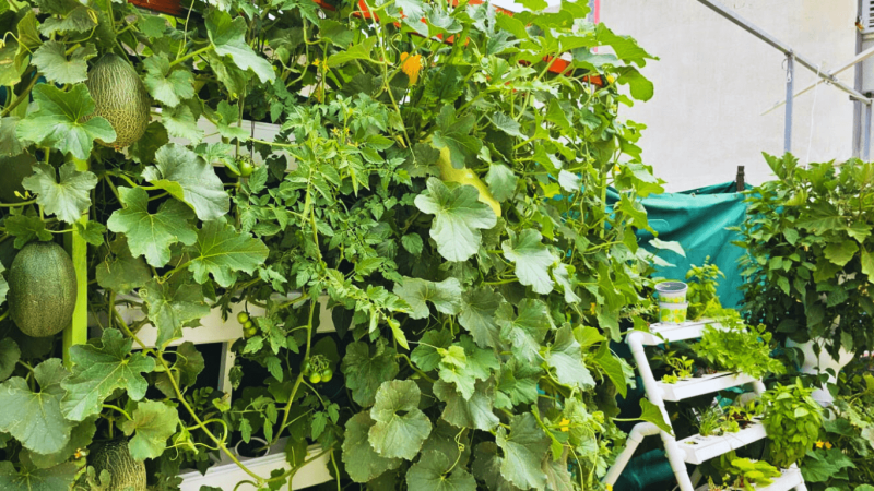 מערכות הידרופוניות זולות לגידול ביתי